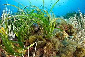Morey eel (Muraena helena) in seagrass meadow (Posidonia oceanica) Punta Carena
