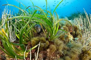 Alismatales Prints: Morey eel (Muraena helena) in seagrass meadow (Posidonia oceanica) Punta Carena