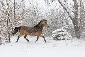 Trotting Prints: Morgan horse, buckskin mare in snow storm, Colorado, USA, March 2010
