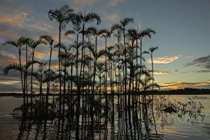 Arecales Prints: Moriche plam tree (Mauritia flexuosa) at Laguna Grande in an area of flooded forest