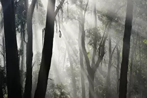 Images Dated 26th April 2008: Morning fog in eucalypt forest, Great Otway National Park, Victoria, Australia