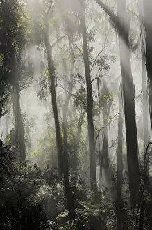 Images Dated 26th April 2008: Morning fog in eucalypt forest, Great Otway National Park, Victoria, Australia