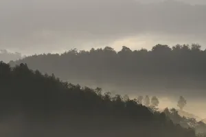 2018 September Highlights Prints: Morning fog / mist over forest