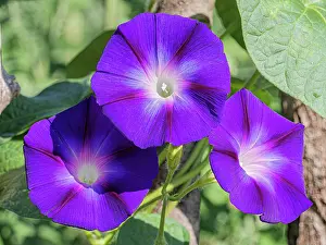 Lazio Prints: Morning glory (Ipomoea purpurea) in flower, Ponza, Lazio, Italy. September