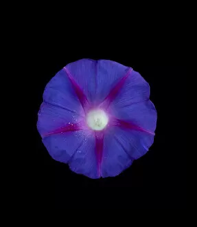 Heather Angel Collection: Morning glory (Ipomoea tricolor) flower with pollen grains scattered by visiting insects