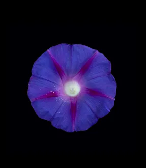 Symmetry Prints: Morning glory (Ipomoea tricolor) flower with pollen grains scattered by visiting insects