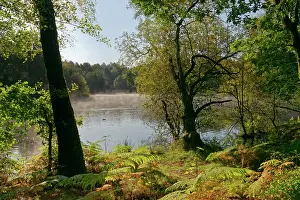Reflection Prints: Morning mist rising from Cannop Ponds in early autumn