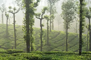 Cultivated Prints: Morning mist over tea plantation