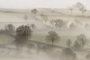 Images Dated 16th April 2010: Morning mist and trees. Near Tavistock, Dartmoor National Park, Devon, UK, February 2011