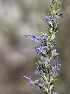 Labiatae Prints: Moroccan salvia (Salvia jordanii) flowering