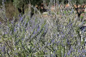 Labiatae Prints: Moroccan salvia (Salvia jordanii) flowering