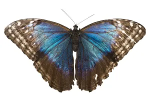 Nick Hawkins Prints: Morpho butterfly (Morpho peleides) photographed on white background. Costa Rica, March