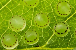 Morpho (Morpho peleides) eggs, Green Hills Butterfly Ranch, Cayo District, Belize