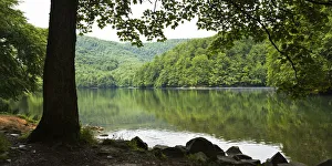 Images Dated 7th June 2008: Morske Oko Lake surrounded by a deciduous forest, Morske Oko Reserve, Vihorlat Mountains