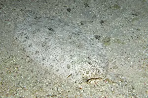 Flatfish Prints: Moses sole (Pardachirus marmoratus) camouflaged on seabed