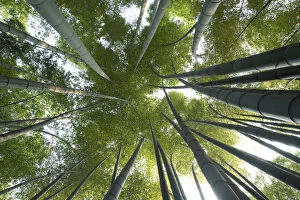 Poaceae Collection: Moso bamboo (Phyllostachys edulis), view upwards into canopy, Shunan Zhuhai National Park