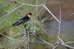 West Africa Prints: Mosque swallow (Cecropis senegalensis) perched on branch with mud in the beak for building nest