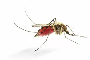 Mosquito (Aedes punctor) female resting after sucking blood from human arm. Sequence 4/4