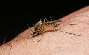 Mosquito (Aedes punctor) female sucking blood from human arm. Sequence 1 / 4