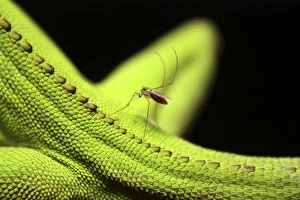 Mosquito biting a Enyalius lizard, Parque do Zizo Private Reserve, Sao Paulo, Atlantic