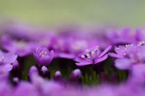 Images Dated 29th June 2009: Moss campion (Silene acaulis) flowers, Liechtenstein, June 2009