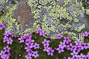 Caryophyllaceae Prints: Moss campion (Silene acaulis) growing by a lichen covered rock, Liechtenstein, June