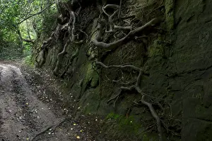 Path Prints: Moss covered bank of Hell Lane holloway with words and symbols carved into it