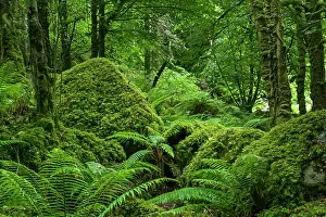 Mosses Prints: Moss covered boulders and ferns in forest