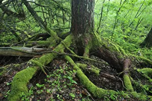 Moss covered roots of a tree, Moricsala Strict Nature Reserve, Moricsala Island, Lake Usma