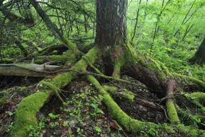 Trunks Prints: Moss covered roots of a tree, Moricsala Strict Nature Reserve, Moricsala Island, Lake Usma