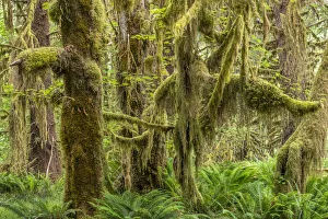 Pteridophytina Prints: Moss-covered Sitka spruce (Picea sitchensis) and sword fern (Polystichum munitum)
