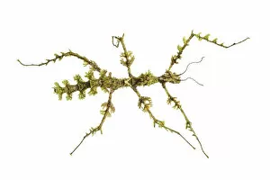 Moss mimic stick insect (Trychopeplus laciniatus) showing amazing camouflage on mossy vine