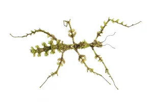 Moss mimic stick insect (Trychopeplus laciniatus) showing amazing camouflage on mossy vine