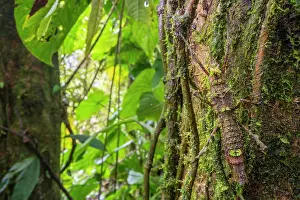 Camouflage Prints: Moss-mimicking stick insect (Phasmatodea) camouflaged amongst cloud forest vegetation