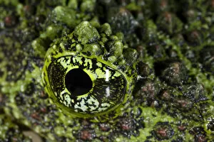 Images Dated 13th May 2021: Mossy frog (Theloderma corticale) close up of eye