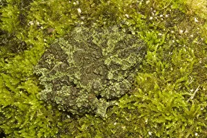 Hidden In Nature Gallery: Mossy frogs (Theloderma corticale) camouflaged, captive occurs in Vietnam