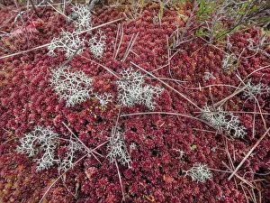 Mosses Prints: Mossy ground on moorland creating colourful patterns