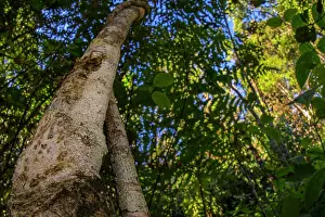 Mossy leaf-tailed gecko (Uroplatus sikorae) camouflaged against tree trunk, Andasibe-Mantadia National Park, Madagascar