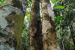 Gecko Prints: Mossy leaf-tailed gecko (Uroplatus sikorae) flattened and camouflaged on vertical trunk