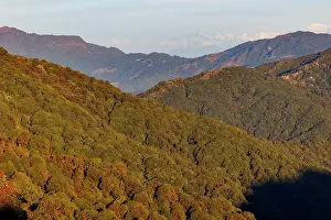 Rhododendron Prints: Mossy oak, mountain ash and rhododendron forest in the sub-alpine zone