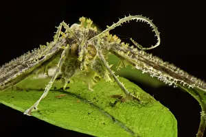 Peru Prints: Moth parasitized and killed by fungus (Akanthomyces sp.), Peru