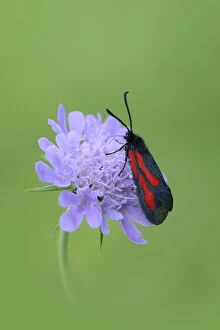 Anticipation Gallery: Moth (Zygaena osterodensis) feeding on flower, Viscos, Pyrenees National Park, France