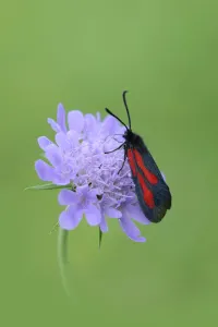 Anticipation Gallery: Moth (Zygaena osterodensis) feeding on flower, Viscos, Pyrenees National Park, France