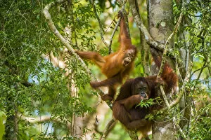 Images Dated 24th August 2014: Mother and baby Bornean orangutan (Pongo pygmaeus) in trees Tanjung Puting National Park