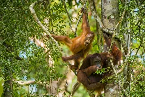 Orangutan Prints: Mother and baby Bornean orangutan (Pongo pygmaeus) in trees Tanjung Puting National Park