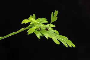 Pteridophytina Prints: Mother fern (Asplenium bulbiferum) showing two bulblets forming on top of a frond