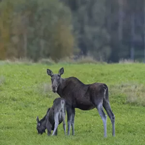 Mother Moose (Alces alces), with calf, grazing in meadow, Finland. September