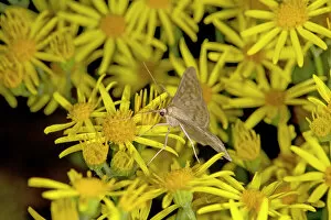 Magnoliopsida Collection: Mother of pearl (Pleuroptya ruralis) moth nectaring on Ragwort (Jacobaea vulgaris) at night
