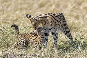 Mother Serval (Leptailurus serval) nuzzling and cleaning her kitten, aged two months, in savannah