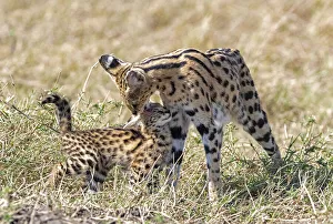 Mother Serval (Leptailurus serval) nuzzling and cleaning her kitten, aged two months, in savannah Mother Serval (Leptailurus serval) nuzzling and cleaning her kitten, aged two months, in savannah